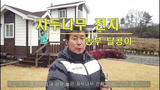 자두나무 전지 - 1년차 유목 전지 #1 / 자두 유목 개심자연형 수형 만들기 / 유목기 중점 관리사항/ 주…