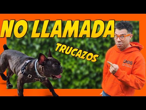 PASEAR SIN CORREA 🐾 | Enseñar al perro a SEGUIRME 🐶✌🏼