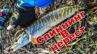 Где ловить окуня в подмосковье осенью 2020