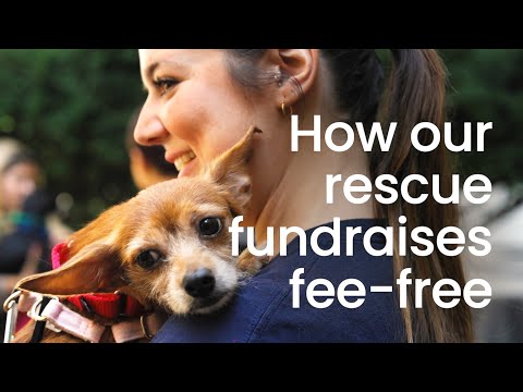 The Secret Behind Waggytail Rescue’s Zero-Fee Fundraising Success