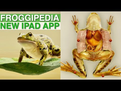 FROGGIPEDIA IPAD APP REVIEW & FIRST IMPRESSIONS || THE BEST IPAD APP || ANNA IN WARSAW