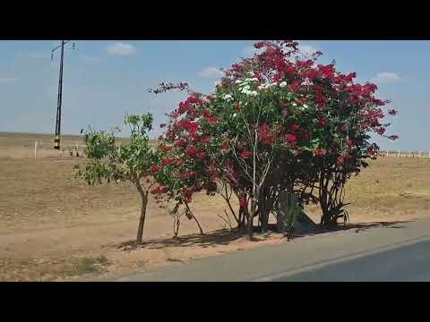 Algodoeiras em São Desidério-BA.