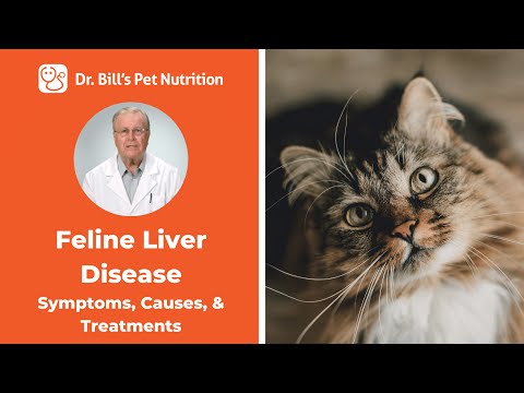 Feline Liver Disease | Causes & Symptoms | Dr. Bill's Pet Nutrition