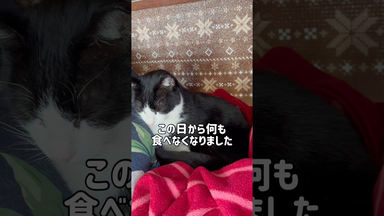 ご飯を食べなくなり、10日間で体重が5.4kgから4.8kgまで落ちてしまいました。原因がわかりません。