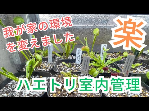 園芸 ディオネア、ハエトリグサ