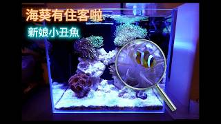 第3集 | 小丑魚玩海葵 | 90天微海水缸開缸完成