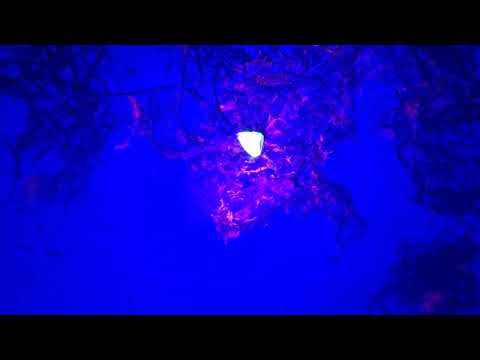 Bernstein suchen mit UV Licht