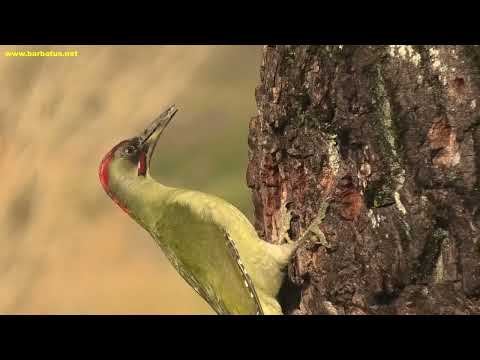 PITO REAL | GREEN WOODPECKER | Picus viridis