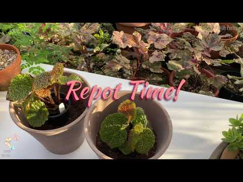 How to Repot Begonia || Steve's Leaves Begonia || Tips and Tricks || #mylittlejungle #plantita