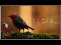Chitu Kuruvi Ondru CCV ARR Whatsapp Status