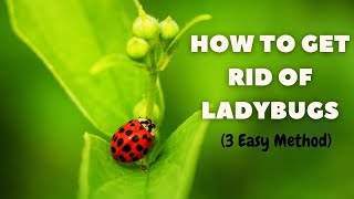Managing Ladybug Infestations: How to Get Rid of Ladybugs Safely | The Guardians Choice