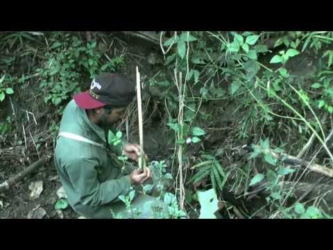 Muang Phaem. Setting bamboo rat traps in the jungle. Thailand Video