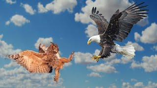 Download lagu Elang vs Burung Hantu | Raja Udara Siang Hari Melawan Raja Udara Malam Hari mp3