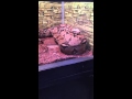 Columbian Boa Close Up Big Snake
