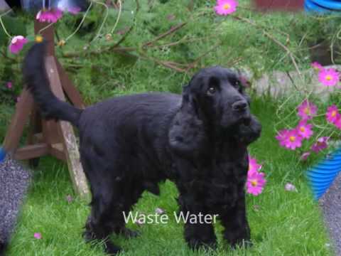 Aqua Fresh Floor Care video.