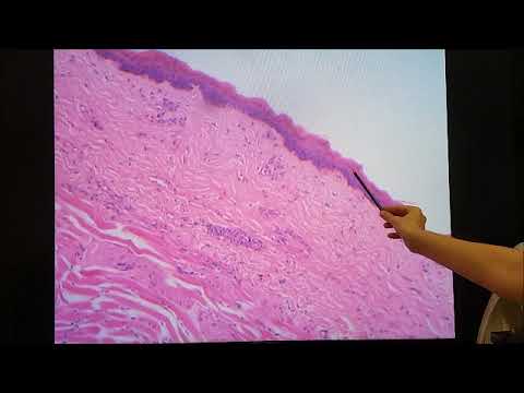 Histology. Basic tissues. Slides