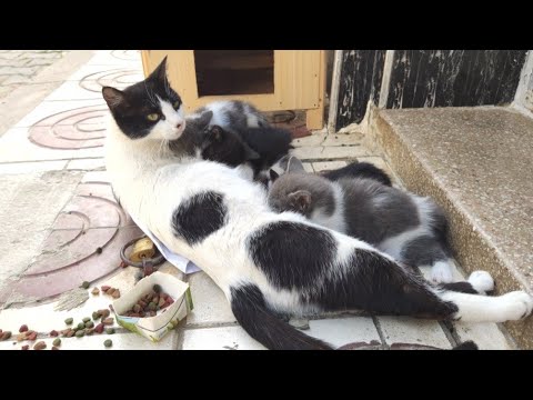 The Mother Cat Does Not Want Her Kittens To Suck Milk In My Presence.