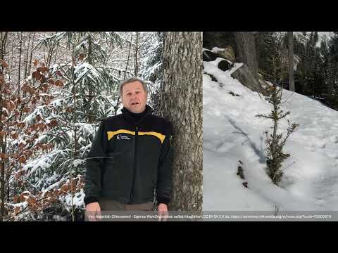 Baumartenpfad Leibertingen - WEIßTANNE