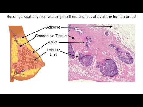Human Cell Atlas A Spatially Resolved Map of Human Breast Tissue