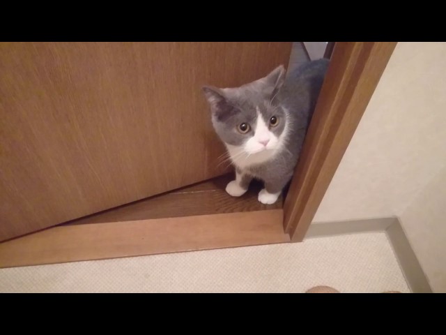 トイレを監視する猫刑事