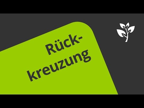 Rückkreuzung - Eine Erklärung | Biologie | Genetik