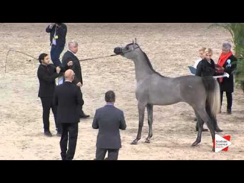 N.20 BOHOUR AL SHAQAB - Paris 2015 - Yearling Fillies (Class CM1 B)