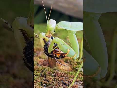 'Wasp Gets Caught and Eaten by a Praying Mantis'
