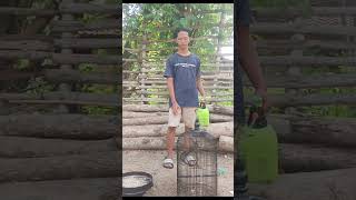 Download lagu cara menjinakkan burung Rengganis bahan cucak Wilis mp3