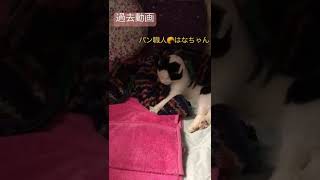 パン職人🥐はなちゃん【猫】