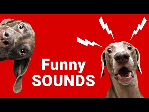Dog Sounds: Use This Sound and See the Magic!🐶