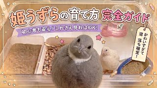 初心者でも安心！姫うずらの育て方 完全ガイド【これさえ見ればOK】【メルセデス】【キャデラック】