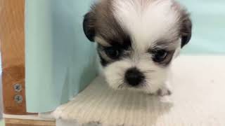 シーズーの動画01