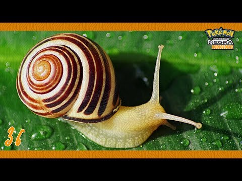 Pokémon N Huevolocke Ep.37 - NO DIGAS NADA... SOLO CARA COLES