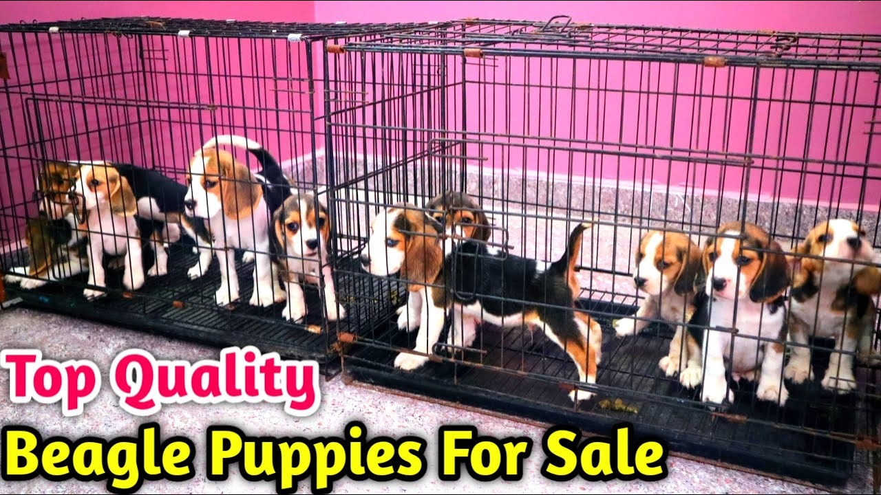Watch video அழகான Beagle Puppies Available | Dog for sale | Delivery Available | Rajaa Vlogs Now அழகான Beagle Puppies Available | Dog for sale | Delivery Available | Rajaa Vlogs