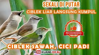 Download lagu suara burung ribut ~ Cici Padi,Ciblek Sawah,Ciblek Meong mp3