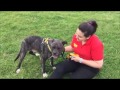 Dogs Trust Harefield - Barney