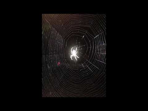 *FREE* MAYOT x ROCKET x LIL MORTY TYPE BEAT -