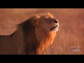 The Cheetah King Part 4 Uncle Scar