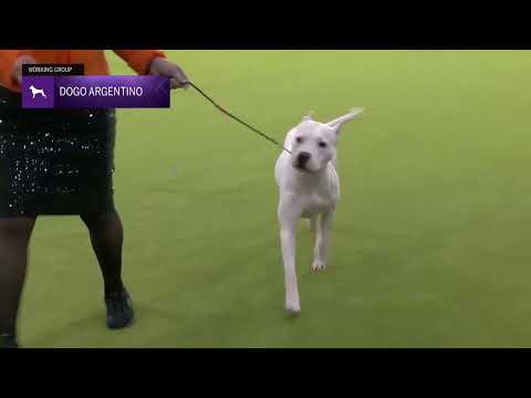 Dogo Argentinos | Breed Judging 2025