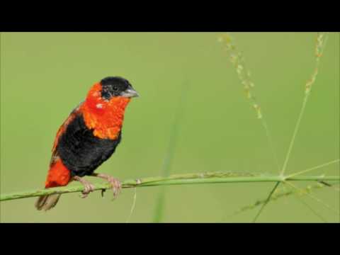 El Pique de Falú 08-02-16 (04) - Entrevista a Remi Martin