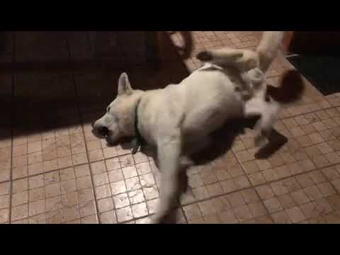 tonic-clonic generalized seizures in dogs