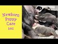 How To Care For Newborn Puppies Ep 1 Feeding