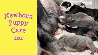 How To Care For Newborn Puppies Ep 1 Feeding