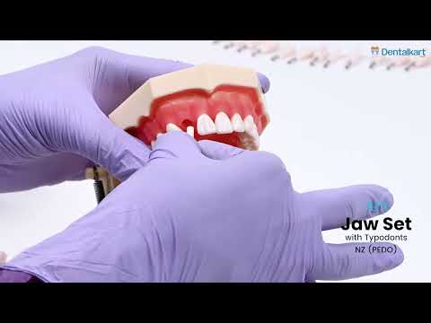 iDENTical Frasaco Type Typodont Jaw Set M8014