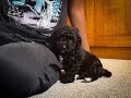 Miniature Poodle dogs for sale: Coal - Video 1