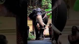 vinayagar chaturthi mass elephant video song