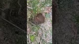 Download lagu vkaget parah nongolnya serem…#fishing #fishingvideo #fish #vlogvideo #viralvideo #vlog mp3 Download lagu vkaget parah nongolnya serem…#fishing #fishingvideo #fish #vlogvideo #viralvideo #vlog mp3