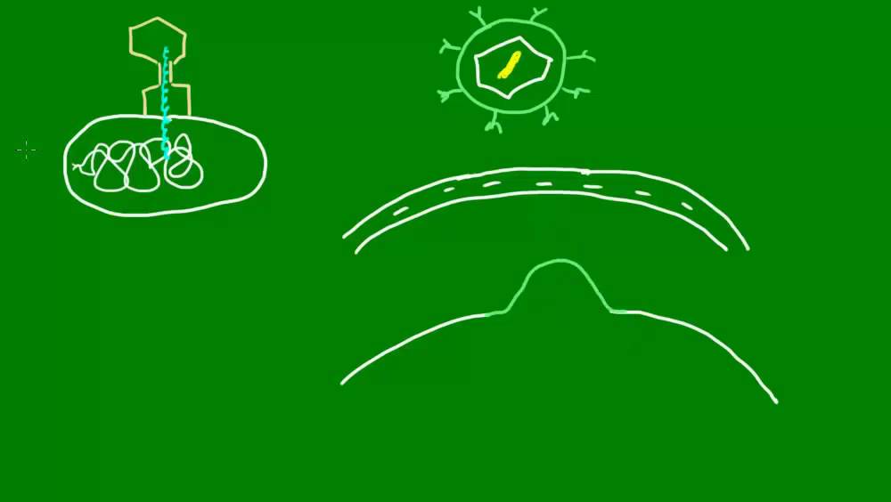 Modos de infecção dos vírus - Diversidade dos Seres Vivos - Biologia