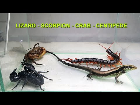 Scorpion Crab Centipede Lizard