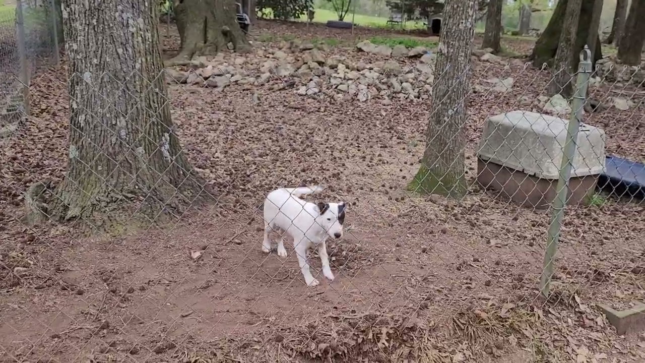 Enlarge Flick, an adopted mixed breed in Milner, GA video 6/6